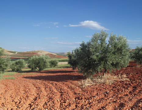 campo de olivos en valdepeñas