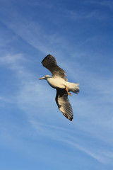 Seagull against the blue sky