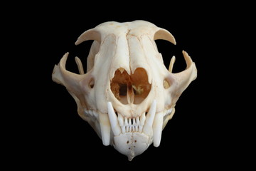 Fototapeta premium Isolated Eurasian lynx (Lynx lynx) skull on a black background