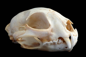 Isolated Eurasian lynx (Lynx lynx) skull on a black background