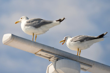 radar with seaguls