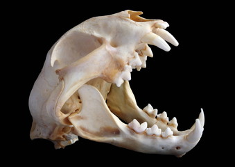 Fototapeta premium Isolated Eurasian lynx (Lynx lynx) skull