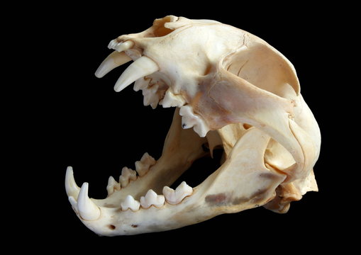 Fototapeta Isolated Eurasian lynx (Lynx lynx) skull on a black background