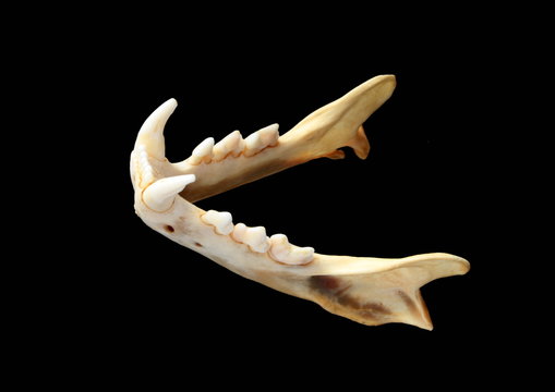Isolated Eurasian lynx (Lynx lynx) lower jaw