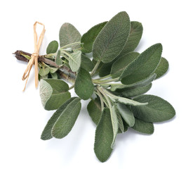 Ramo di salvia