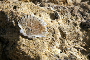 Fossilized Seashell