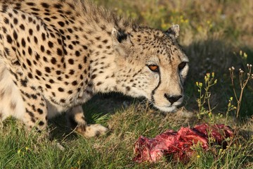 Cheetah and Food