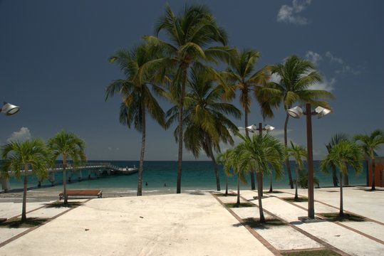 Palmiers sur le parvis du Diamant - Martinique
