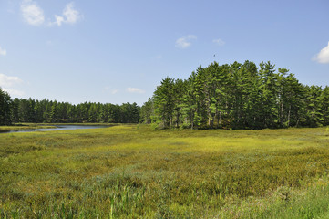 small lake in the forest