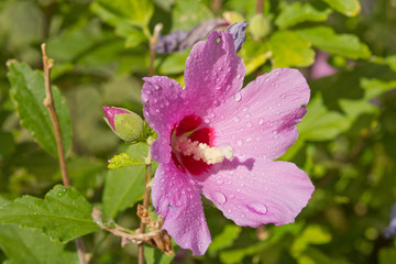 fleur de jardin après la pluie