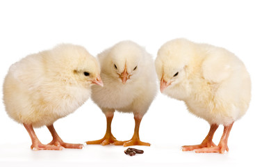 Fototapeta premium Three Young Chicks