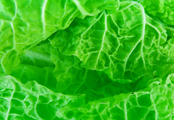 detail of green salad