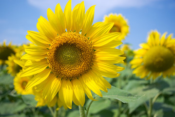 sunflowers
