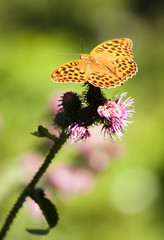 butterfly  (argynnis paphia)
