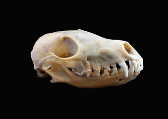 Naklejka premium Isolated red fox (Vulpes vulpes) skull on a black background