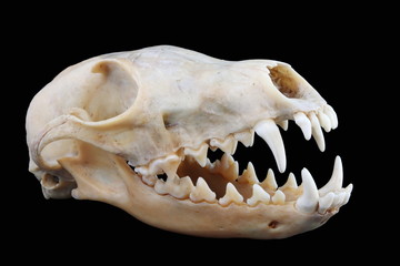 Isolated red fox (Vulpes vulpes) skull on a black background © argot