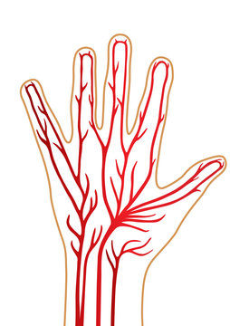Hand of the person isolated on white background