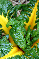 Gelber Mangold