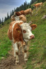 Fototapeta na wymiar vache, moyenne, montagne, alpage