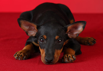 toy manchester terrier puppy