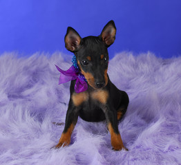 manchester terrier puppy