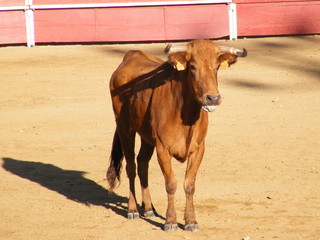 vaca brava