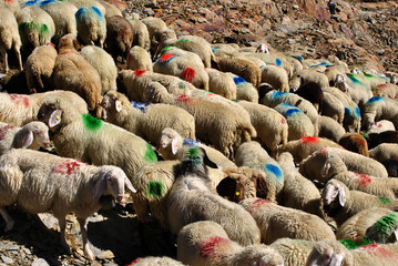 sheep procession
