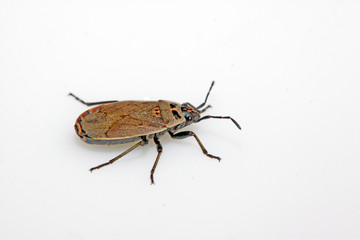 stinkbug