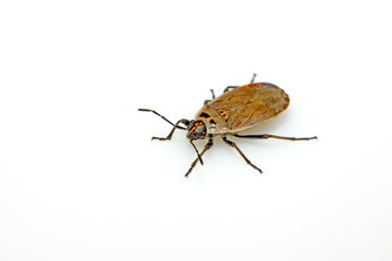 stinkbug
