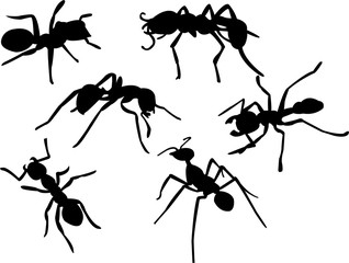 ant silhouette collection vector