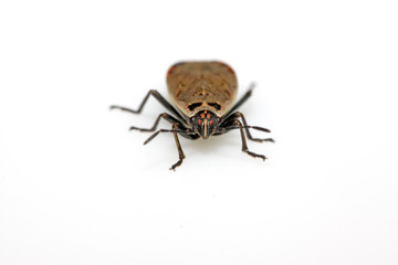 stinkbug