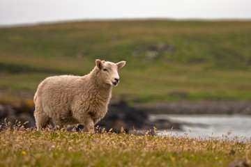 Shetland sheep - 25896696