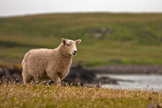 Shetland sheep