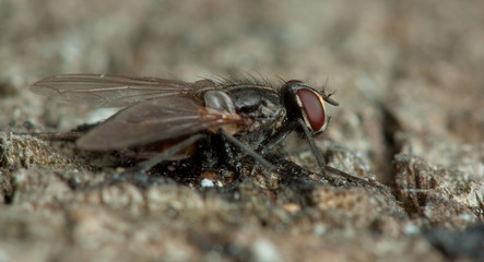 Fly on the stone