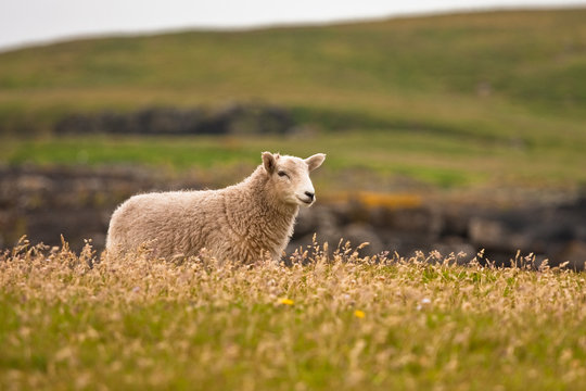 Shetland sheep