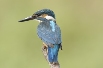 The Common Kingfisher (Alcedo atthis)