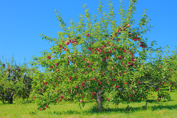 Apple tree with apple on branches.