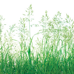 Abstract Meadow Grass Background Isolated