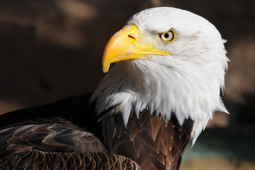 Fototapeta premium Weißkopfseeadler