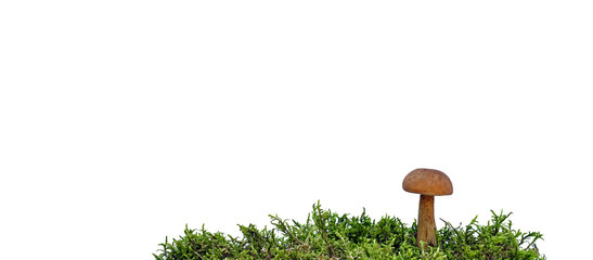 waldpilz freigestellt © industrieblick