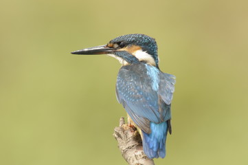 The Common Kingfisher (Alcedo atthis)