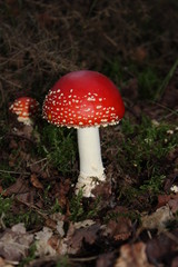 A Night Shot of the Fly Agaric Poisonous Mushroom.