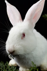 White rabbit