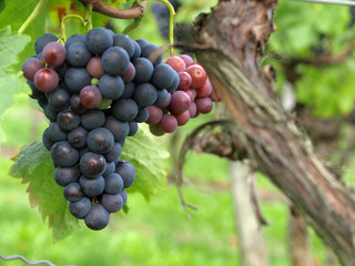 Weintrauben am Weinstock