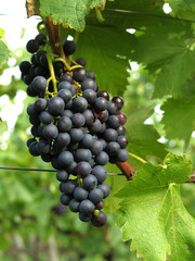 Weintrauben am Weinstock