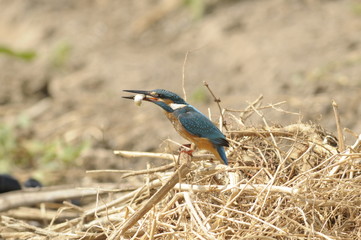 The Common Kingfisher (Alcedo atthis) with fish