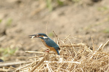 The Common Kingfisher (Alcedo atthis) with fish