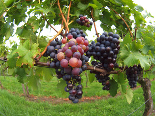 Weintrauben am Weinstock