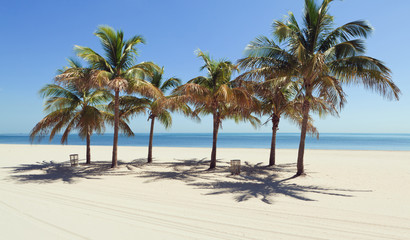 Obraz premium Palm Trees in Crandon Park Beach Miami