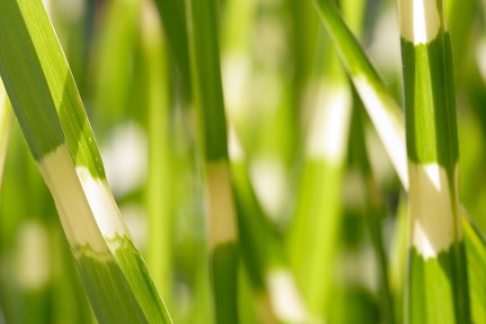Miscanthus / Zebragras